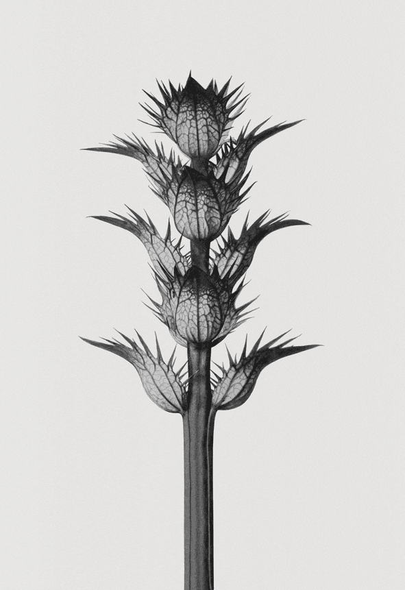 買うのが先か、 相手を見つけるのが先か。ジョナサン・アンダーソンが手がけた香水〈ロエベ〉LOEWE 001が初登場